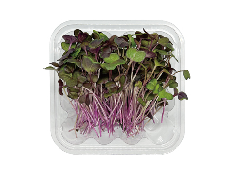 商品画像04紫大根Purple Radish