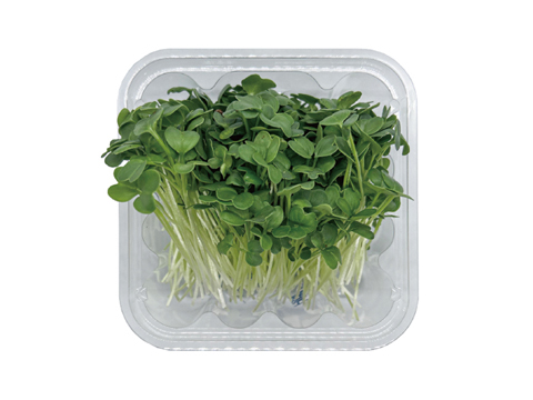 商品画像05カイワレ大根Green Radish