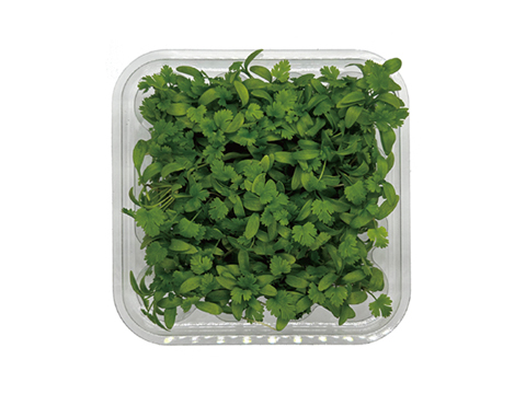 商品画像08パクチーCilantro
